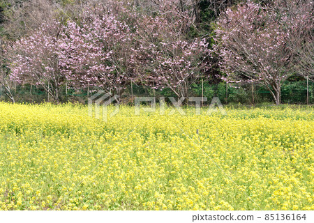 強姦開花 強姦開花 85136164