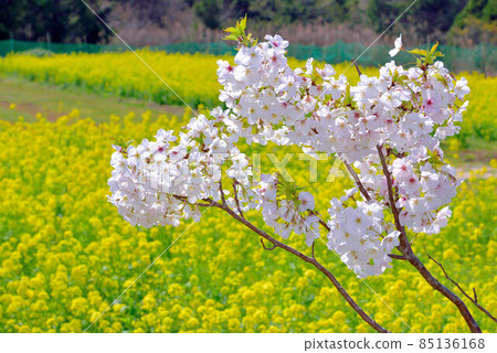強姦開花 強姦開花 85136168