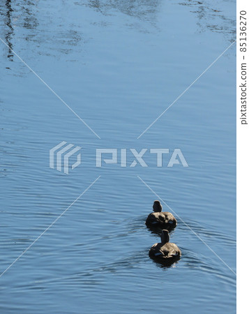Rivers and birds Rivers and birds 85136270