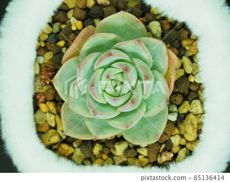 多汁粉色水晶玫瑰 85136414