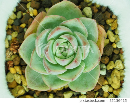 多汁粉色水晶玫瑰 85136415