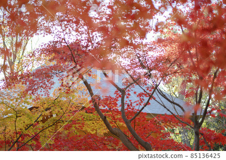 東京都世田谷區上真寺的紅葉區 85136425
