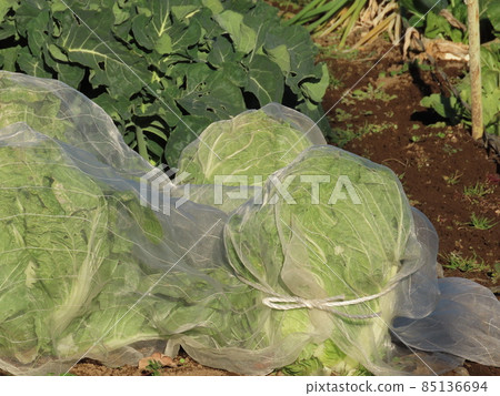 Cabbage 85136694