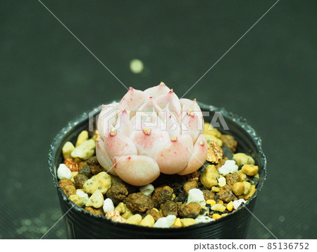 多汁奇異恩典 多汁奇異恩典 85136752