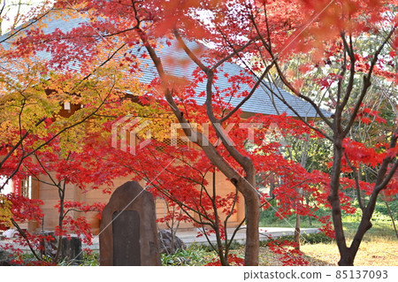 東京世田谷區明亮的秋葉和圓圓上真寺 85137093