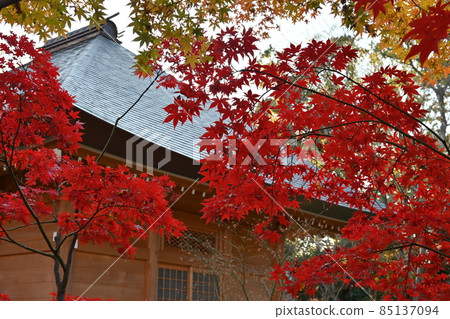 東京世田谷區明亮的秋葉和圓圓上真寺 東京世田谷區明亮的秋葉和圓圓上真寺 85137094