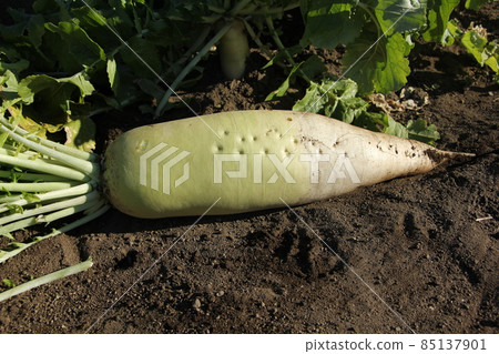 Harvest of radish Harvest of radish 85137901