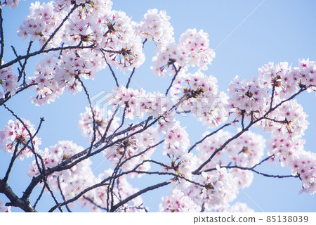 Spring cherry blossoms in Japan are in full bloom 85138039