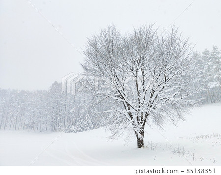 The winter The winter 85138351