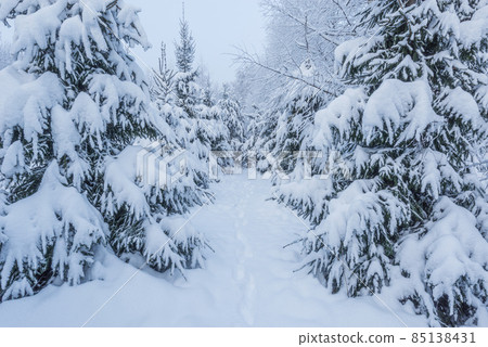 Winter forest view at early morning time. 85138431