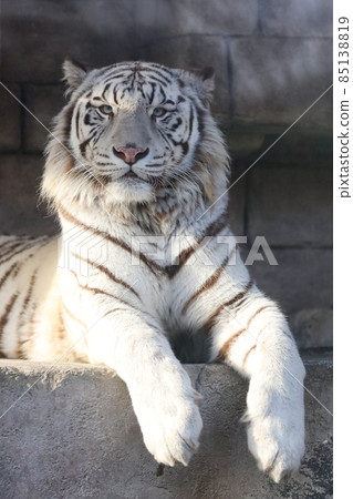 白虎虎東武動物園 85138819