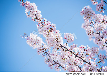 Spring cherry blossoms in Japan are in full bloom Spring cherry blossoms in Japan are in full bloom 85138901