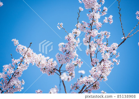 Spring cherry blossoms in Japan are in full bloom 85138908