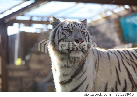 White Tiger Tiger Tobu Zoo 85138940