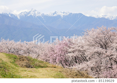 春天盛開的櫻花和長野縣松本市 Koboyama Kofun 的北阿爾卑斯山 春天盛開的櫻花和長野縣松本市 Koboyama Kofun 的北阿爾卑斯山 85139029