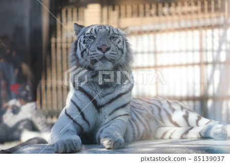 White Tiger Tiger Tobu Zoo 85139037