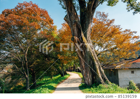 Gwanbangjerim autumn forest road in Damyang, Korea 85139159