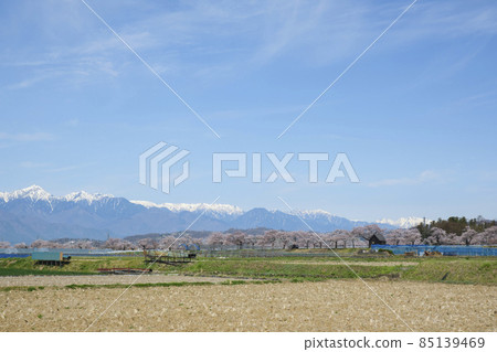 A row of cherry blossom trees in full bloom on the banks of the river and the Northern Alps under the blue sky, as seen from downtown Matsumoto, Nagano Prefecture. 85139469