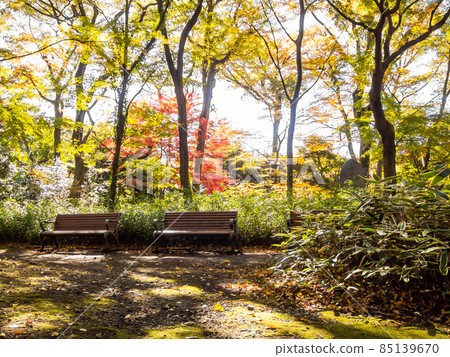 Autumn park view Carpets and benches with dead leaves Autumn park view Carpets and benches with dead leaves 85139670