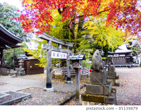 November's tradition of visiting Shichigosan November's tradition of visiting Shichigosan 85139879