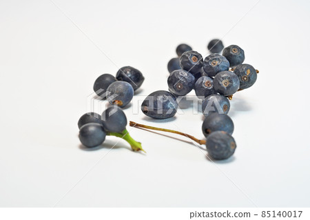 黑核果(冬季) 黑核果(冬季) 85140017