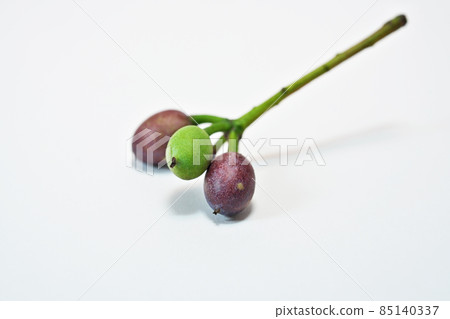 Small Himeyuzuriha fruit (winter) Small Himeyuzuriha fruit (winter) 85140337
