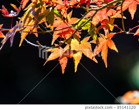 Autumn tradition: Scenery with beautiful autumn leaves 85141120