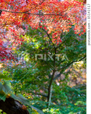 秋季傳統:美麗的秋葉風景 秋季傳統:美麗的秋葉風景 85141517