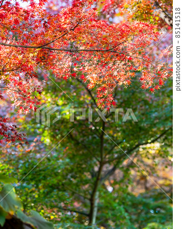 秋季傳統:美麗的秋葉風景 秋季傳統:美麗的秋葉風景 85141518