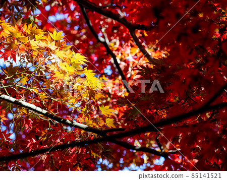 秋季傳統：美麗的秋葉風景 85141521