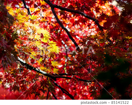 秋季傳統：美麗的秋葉風景 85141522