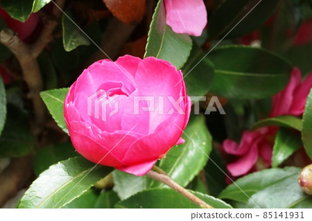盛開的紅茶 (Sasanqua) 85141931