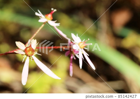 This year's final look at Daimonjisou (capital layer) 85142427