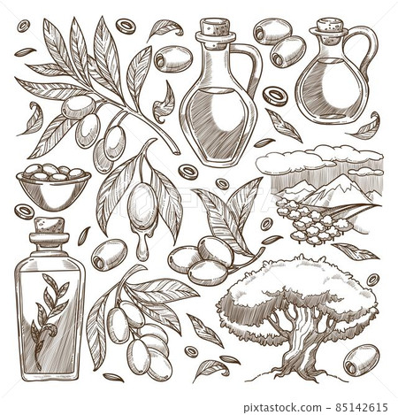 Growth of olive tree, oil for cooking and beauty Growth of olive tree, oil for cooking and beauty 85142615