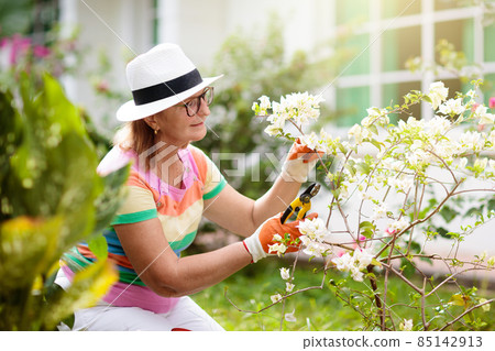 Senior woman gardening. Garden plants, flowers. 85142913