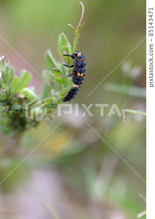 Aphid's natural enemy, ladybug larva Aphid's natural enemy, ladybug larva 85143471