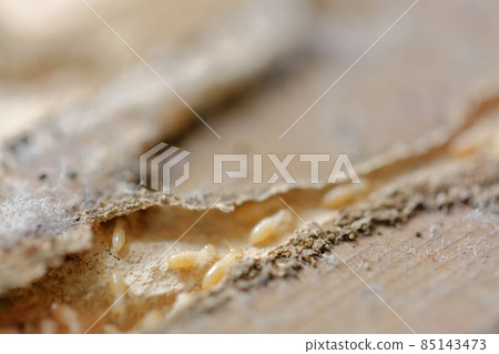 Termites eating boards (Yamato termites) 85143473