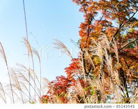 Autumn tradition: Beautifully shining Japanese pampas grass under the blue sky Autumn tradition: Beautifully shining Japanese pampas grass under the blue sky 85143545