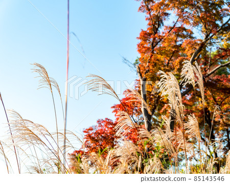 Autumn tradition: Beautifully shining Japanese pampas grass under the blue sky Autumn tradition: Beautifully shining Japanese pampas grass under the blue sky 85143546