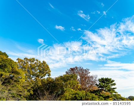 A refreshing blue sky in the park A refreshing blue sky in the park 85143595