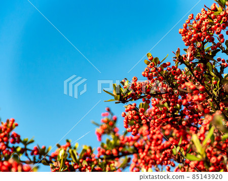 秋季傳統：長在地上的火棘紅色果實 85143920