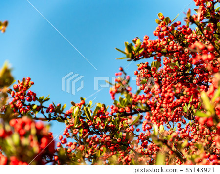 秋季傳統:長在地上的火棘紅色果實 秋季傳統:長在地上的火棘紅色果實 85143921