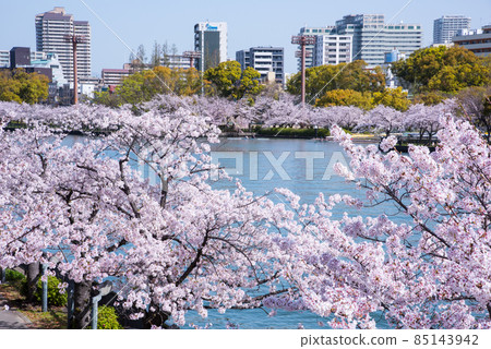 Sakura along the Osaka Okawa Sakura along the Osaka Okawa 85143942