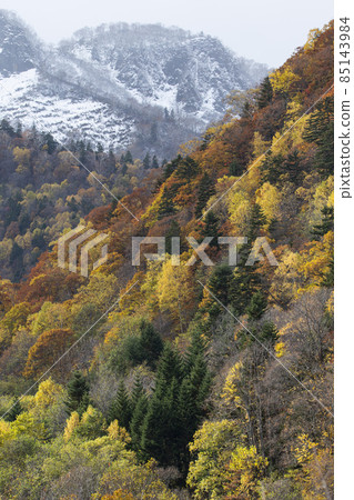 Autumn leaves of Kiroro Autumn leaves of Kiroro 85143984