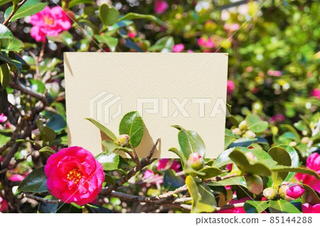 用 Sasanqua 鮮紅花裝飾的空白卡片模型 85144288