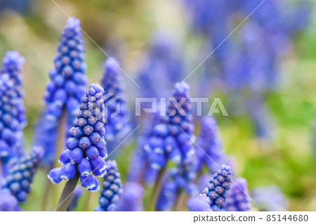 Blue buds flowers Muscari armeniacum or Grape Hyacinth. Viper bow Blue buds flowers Muscari armeniacum or Grape Hyacinth. Viper bow 85144680