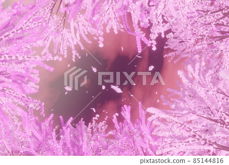 Cherry blossom forest looking up at the night sky 85144816