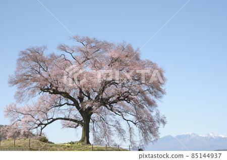 Sakura Wanitsuka and Yatsugatake under the blue sky in Nirasaki City, Yamanashi Prefecture Sakura Wanitsuka and Yatsugatake under the blue sky in Nirasaki City, Yamanashi Prefecture 85144937