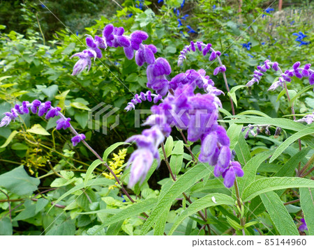 Velvet sage 85144960