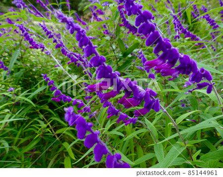 Velvet sage Velvet sage 85144961